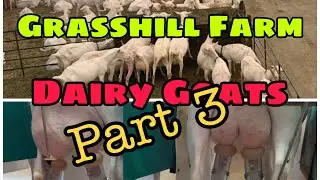 Milking Parlor: Grass Hill Farm Tour I Goats milk Pt. 3