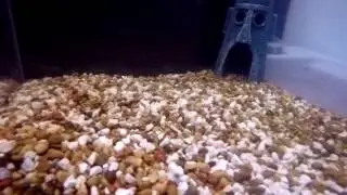Yum lizard