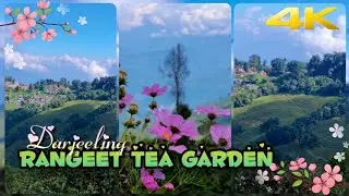 [4K] Rangeet Tea 🍵 Garden, Darjeeling..@mynaturein4k