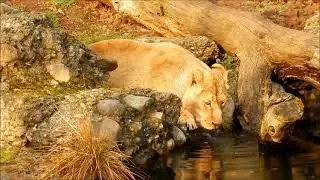 wildlife video/bestof2021/bestofanimals