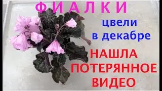 African Violets in bloom. Types review. ФИАЛКИ цвели в декабре. Потерянное видео.