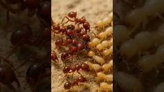 Fire Ants VS Termite Army #battle #wild #nature