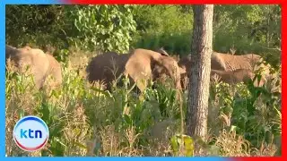 Farmers in Meru count losses after elephants destroy crops worth millions
