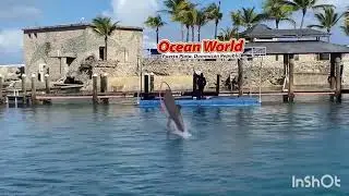 🐬¡Delfines en Acción! Así Fue el Impresionante Show en Ocean World🐬