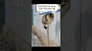 Cats in Action: Graceful Balance and Incredible Agility! 🐱🤸&zwj;♀️ #cat #catdance #animals #pets