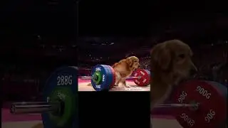Dog Lift Weights!😂😭 #dog #funny #competition #weightlifting #shorts