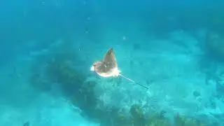 Freediving at Murray's Beach, Jervis Bay, Australia