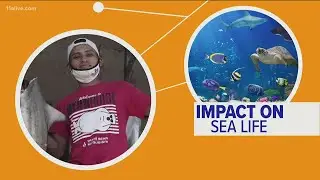 Here is the connection between the pandemic and sea life