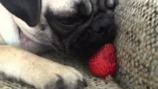 Pug vs. Strawberry