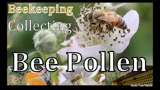 Beekeeping -How To Collect Bee Pollen
