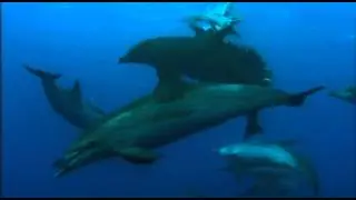 Dolphins & Birds hunt fish Together