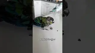 Spend the day with me 🦜 #rescue #birds #parrot