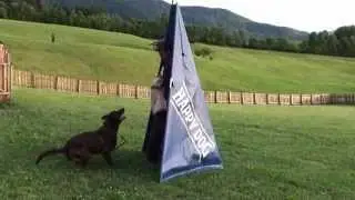 Protection training with malnois in IGP/IPO with Viorel Scinteie, amazing high level dogtraining !