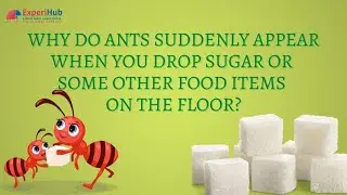 Sense Organs | Class 7 | Why do ants appear near sugar ? | Why do ants love sugar?