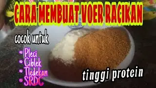 CARA MEMBUAT VOER RACIKAN UNTUK BURUNG PLECI, CIBLEK, TLEDEKAN || tinggi protein bikin burung gacor