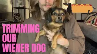 Trimming Our Chiweenie
