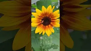 Orange and Black Bug on a Sunflower
