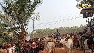Vadisaleru Junior Bulls Race 2025 | High Speed Traditional Village Bull Racing | 533294