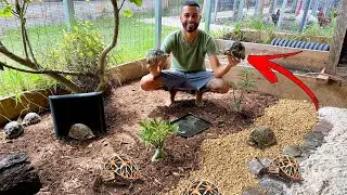 MY RAREST TORTOISES! GOT AN UPGRADED HOME!