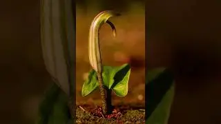 #cobralily #shortsfeed  #shorts #shortsviral  #ytshorts