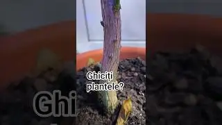 Ghiciți plantele după tulpina?🥰