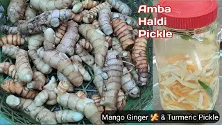 Mango Ginger 🫚 & Turmeric Pickle || Amba Haldi Pickle || Amba Haldi & Kacchi Haldi ka Achar  #Pickle