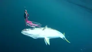 Flog 16 // Snapper, Kingfish, Groper and D'Urville Island