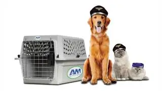 AM Pet Travel Agency Introduction