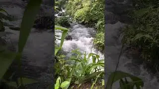 Relaxing river ambience , video Shorts YouTube