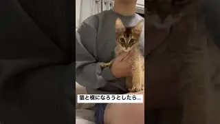 猫とゆっくり横になりたい&hellip;  #猫 #cat #somali #ソマリ #癒し #shorts #memes