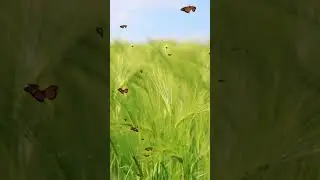 Butterfly Flight for Relaxation and Stress Relief  | Nature Video | @PleasantRelaxation  ★171