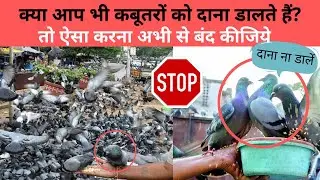 Why we should stop feeding pigeons | Stop feeding pigeons | feeding pigeons harms the environment?
