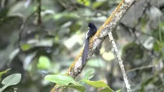 Amar-White-rumped Shama-adult male calls-5.avi