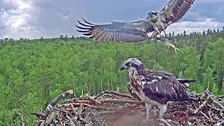 Kalakotkas~Marko brings a fish after a heavy thunderstorm~1:25 PM 2021/06/09