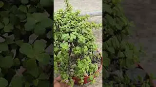 Z plant Bonsai