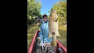 Preview of Black bass and Spottail Bass fishing in West Papua (INSANE TOPWATER ACTION)