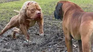 5 Most Dangerous Dog Breeds That Can Defeats A Pitbull