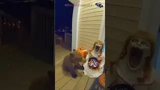 Bear vs. Boo! The Toy Ghost That Terrified a Wild Animal