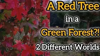 Into the Forest | Finding a Mysterious Red-Leaf Tree & Hidden Nature Gems