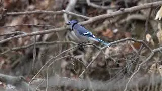 Blue Jay Whisper Song