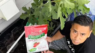 BasementFigs: PRUNE TO RIPEN (Chicago Hardy) Part 4 - Transplanting the air layer 2/2 #figs #garden