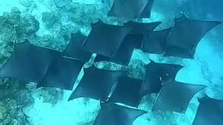 Wonderful spectacle of a shoal of mantas, Thoddoo, Maldives