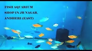 FISH AQUARIUM SHOP IN JB NAGAR, ANDHERI EAST, MUMBAI