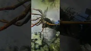 WOWW catching big lobster 😱😱 #lobster #sea