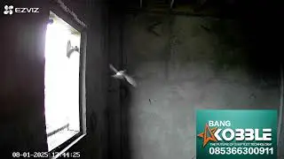 RESPON BURUNG WALET DI RBW 12X12 4 LANTAI.. BENGKULU.. 