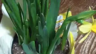 Vlog, new flowers, mom approved.