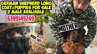 🐶GSD LONG COAT PUPPIES &bull; GERMAN SHEPHERD &bull; 2 MALE GSD AVAILABLE &bull; GSD DOG KENNEL &bull; GSD PUPPS 