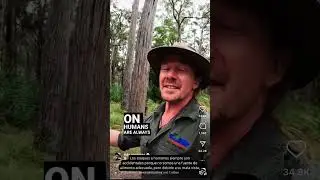 Australia's FEROCIOUS Drop Bears! #dropbears #australiananimals #wildlife