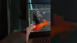 Black Aquarium Background
