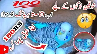 Australian Parrot Breeding Tips||Best breeding foods for Australian Parrot ||Budgies breeding tips||